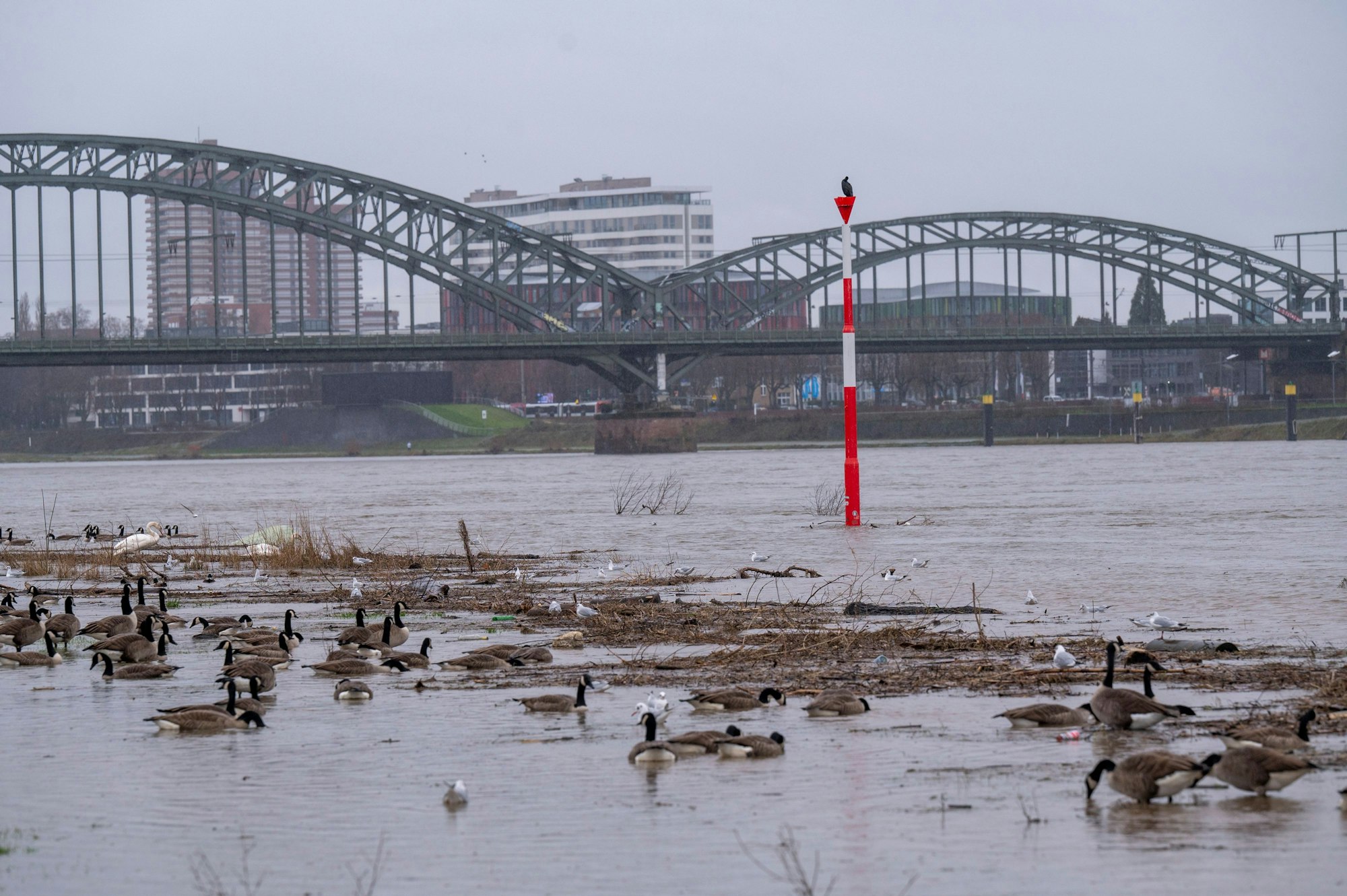 Hochwasser in Köln: Blick auf die Hohenzollernbrücke. Im Vordergrund Gänse.