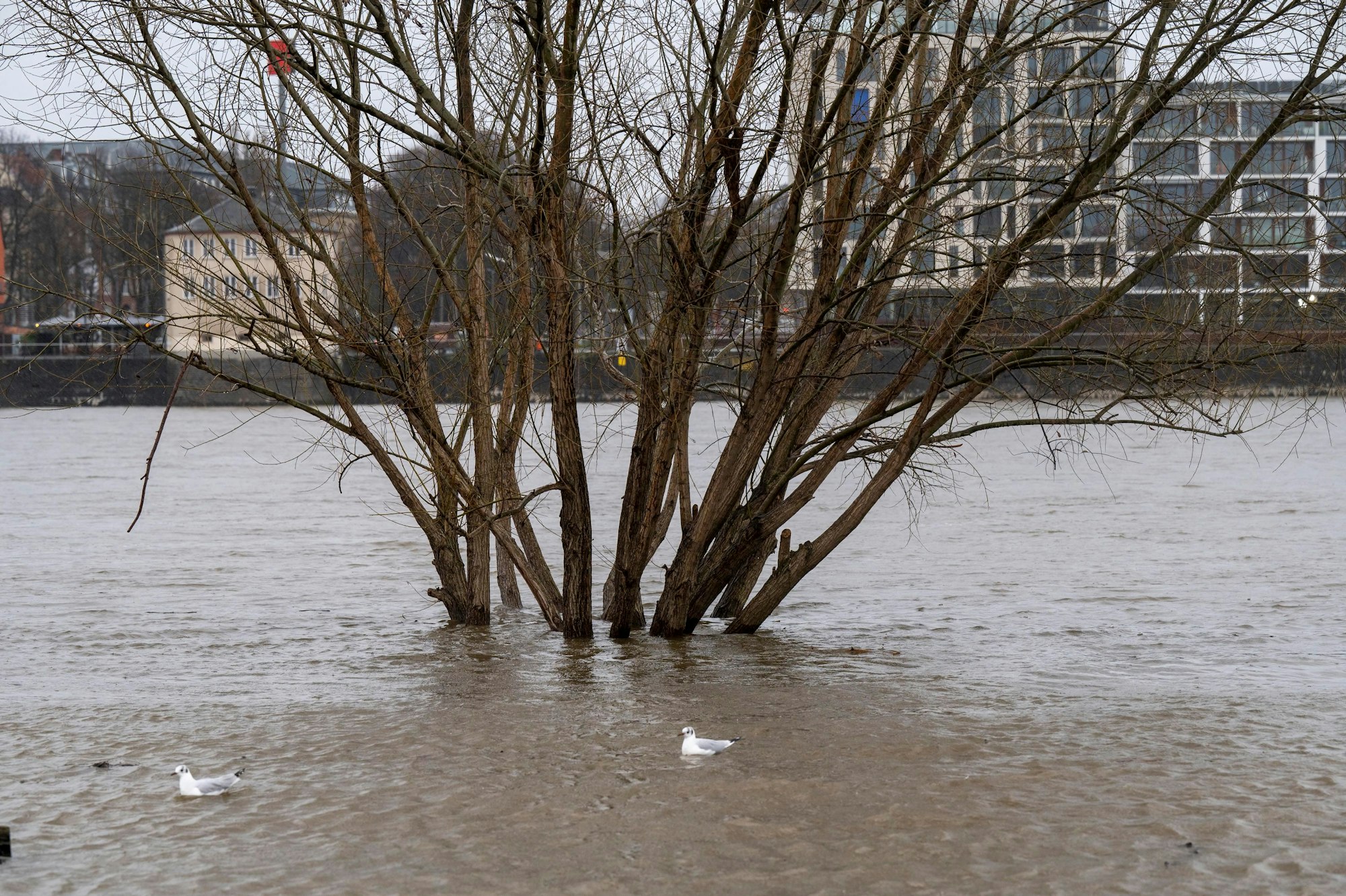 Mehrere Bäume stehen im Hochwasser des Rheins.
