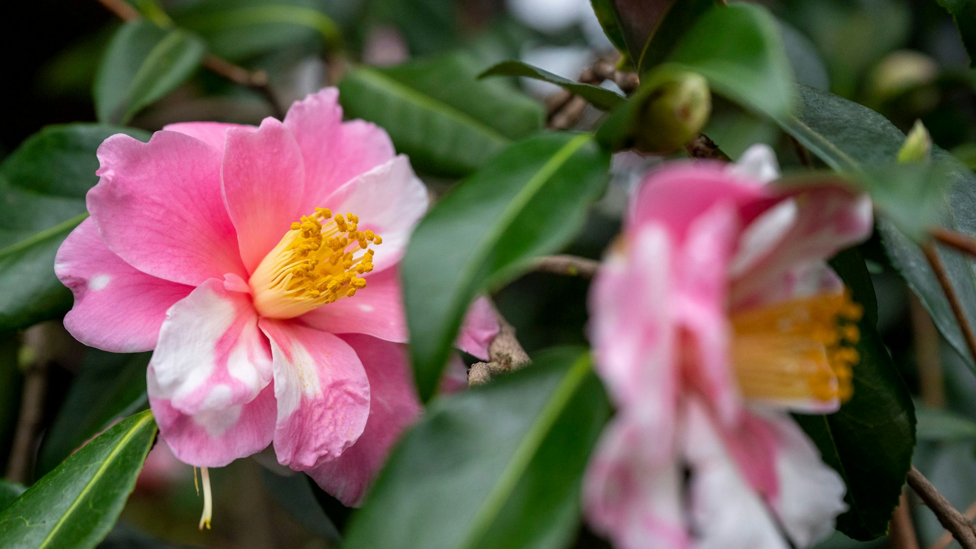 Die rosa farbene Kamelienart Camellia vernalis „Shibori-egaol“ blüht im Kamelienhaus der Flora.