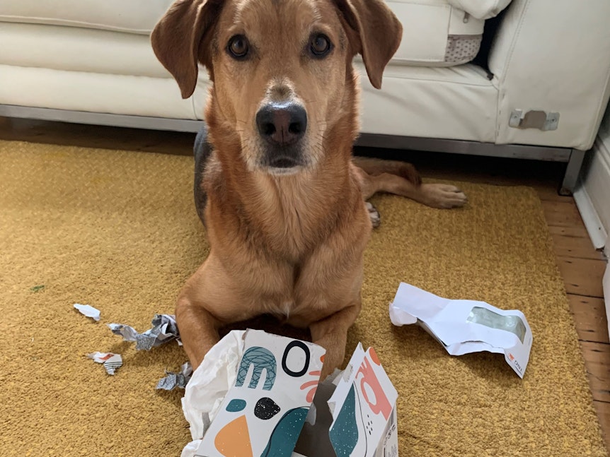 Hund Theo mit seinem Schnüffelkarton