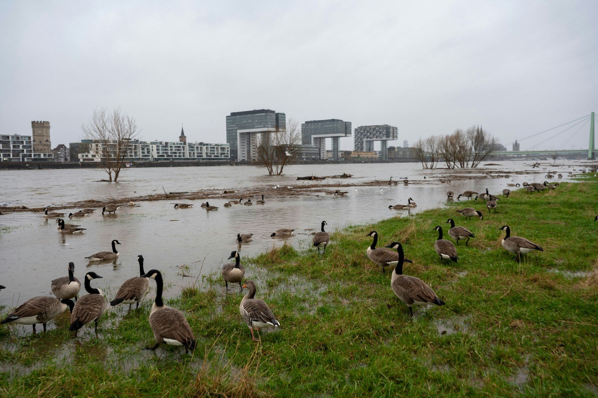 Hochwasser in Köln: Zahlreiche Kanadagänse stehen am Rheinufer