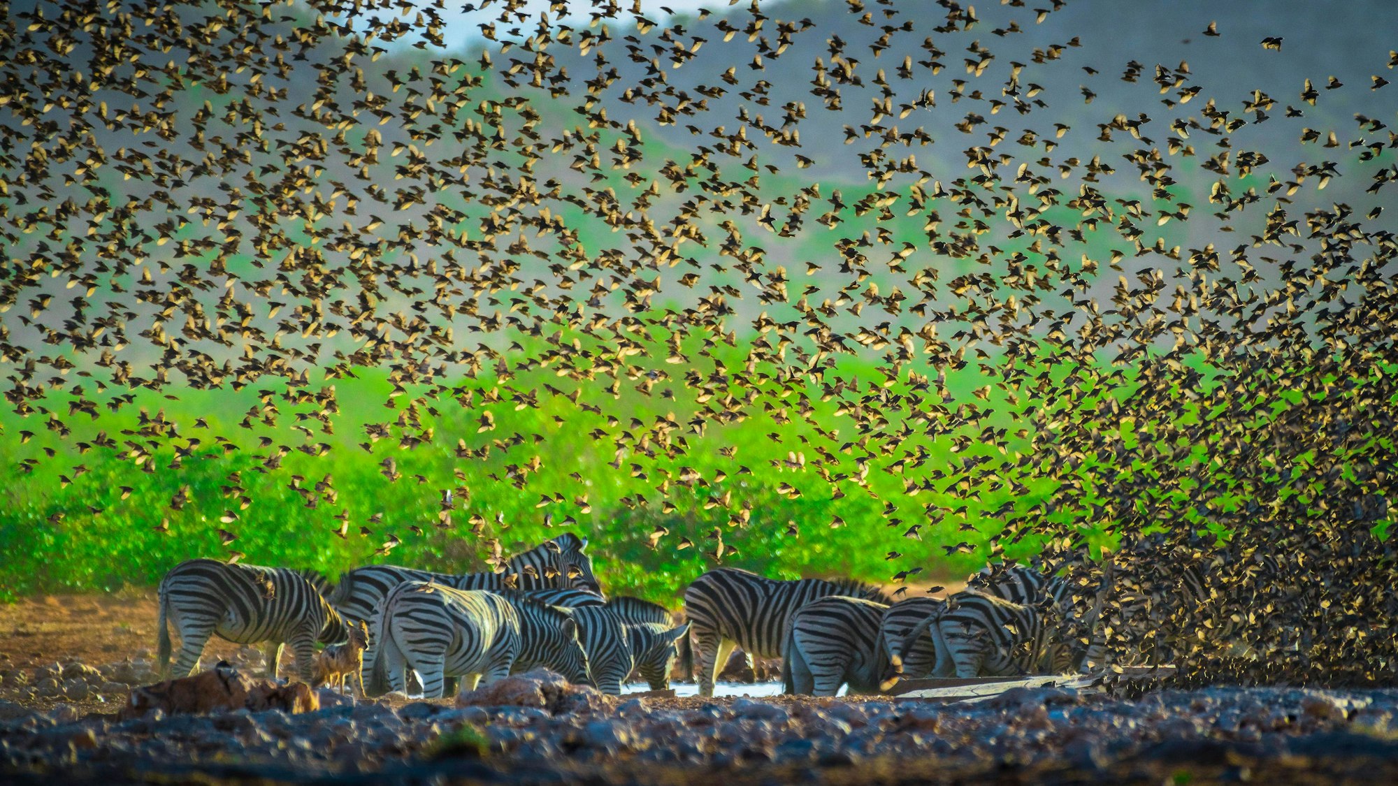 Ein Mega-Schwarm Blutschnabel-Webervögel fliegt an einer Wasserstelle mit Steppenzebras im Etosha Nationalpark in Namibia vorbei. Kenia will nun sechs Millionen der Vögel töten.