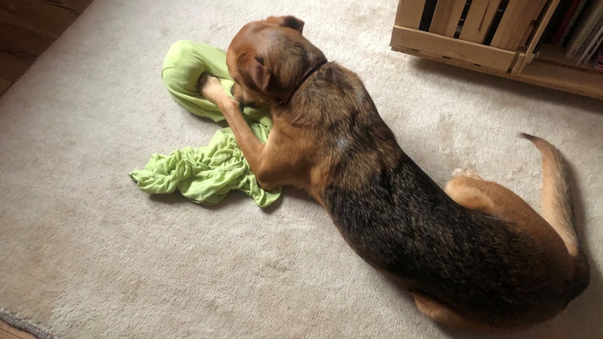 Hund Theo mit seinem selbst gemachten Hundespielzeug aus einem alten Spannbettlaken.
