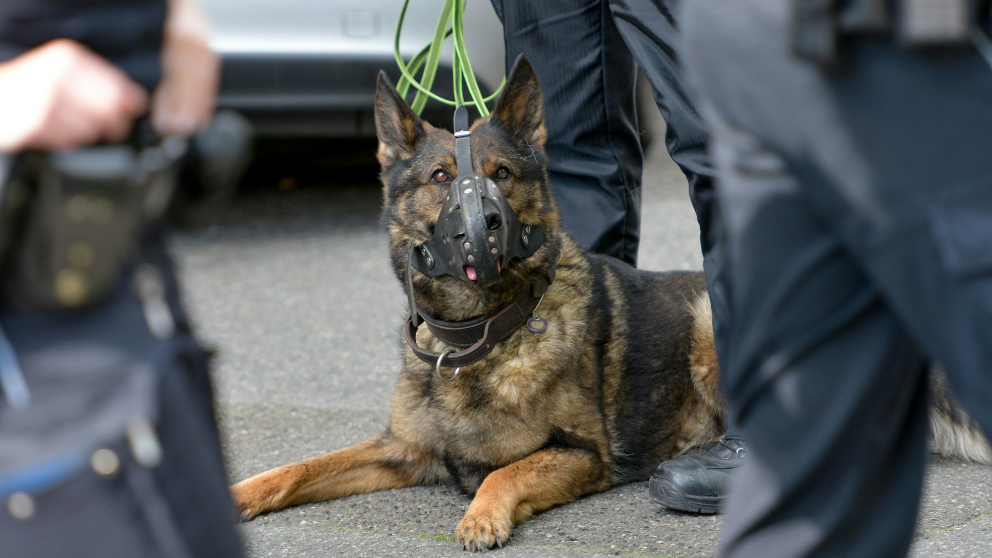 Ein Polizeihund bei einem Einsatz