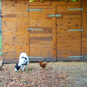Ein Hund gesellt sich im Tierpark in Quadrath-Ichendorf zu zwei Ziegen.&nbsp;