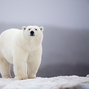 Eisbär schnuppert Luft, während er an einem nebligen Abend am felsigen Ufer der norwegischen Insel Malmgren spazieren geht.