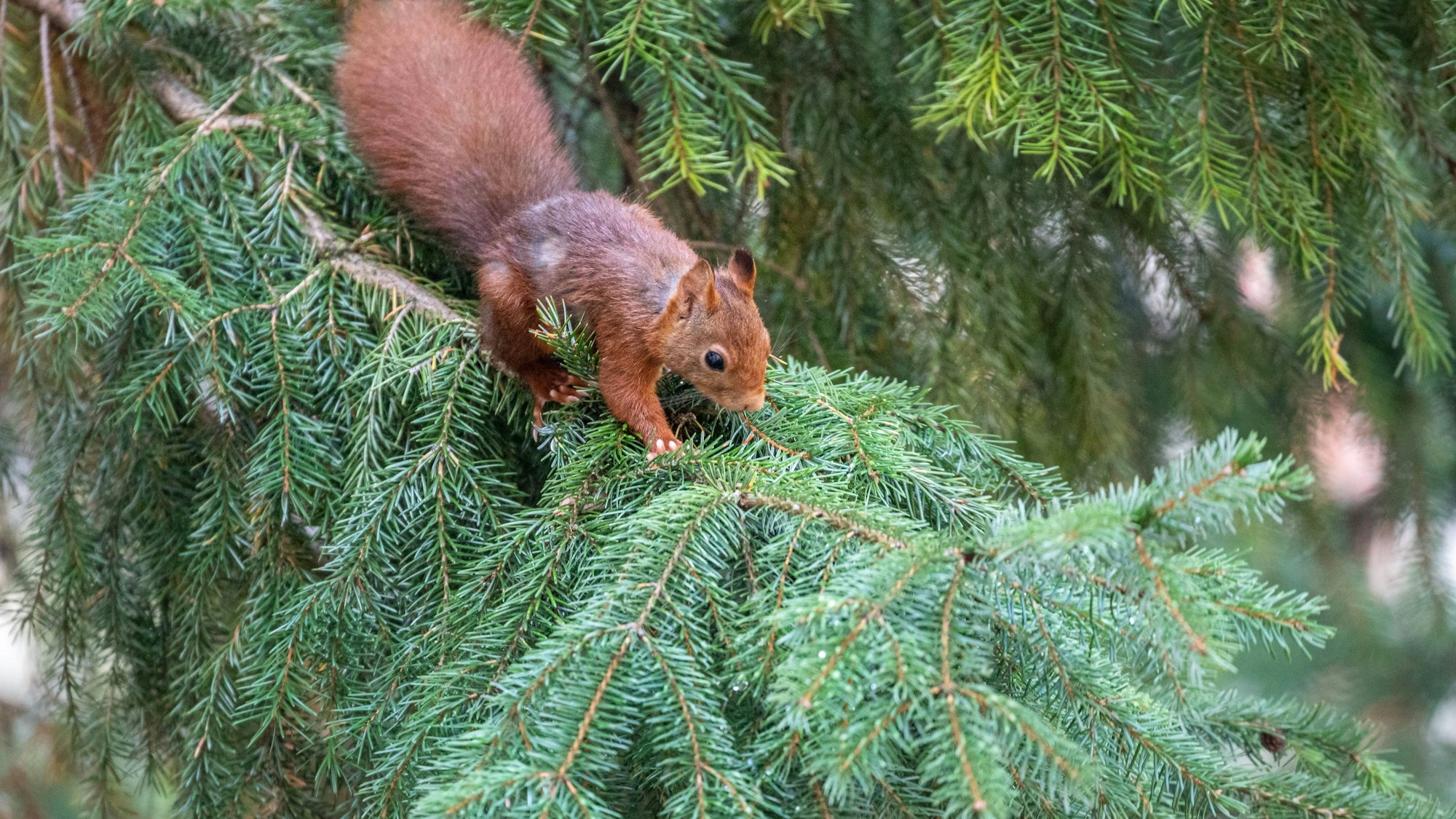 Ein braunes Eichhörnchen sitzt in einem Nadelbaum in einem Innenhof.