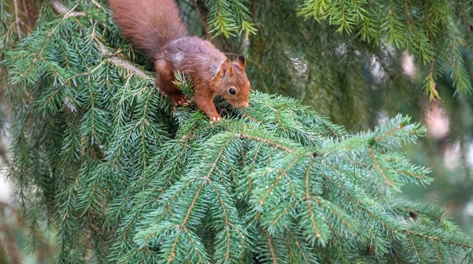 Ein braunes Eichhörnchen sitzt in einem Nadelbaum in einem Innenhof.