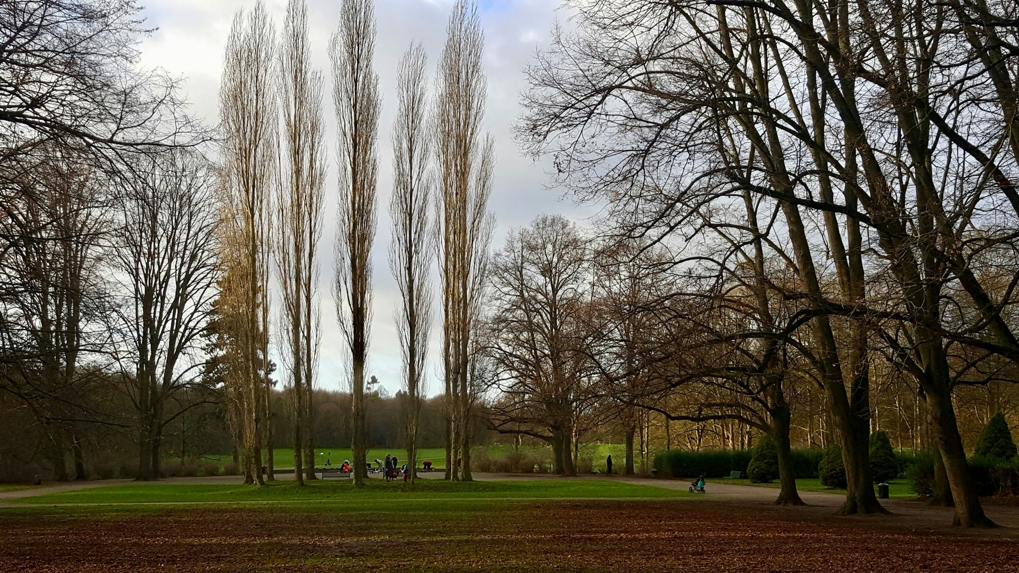 Der Park mit seinen Bäumen.