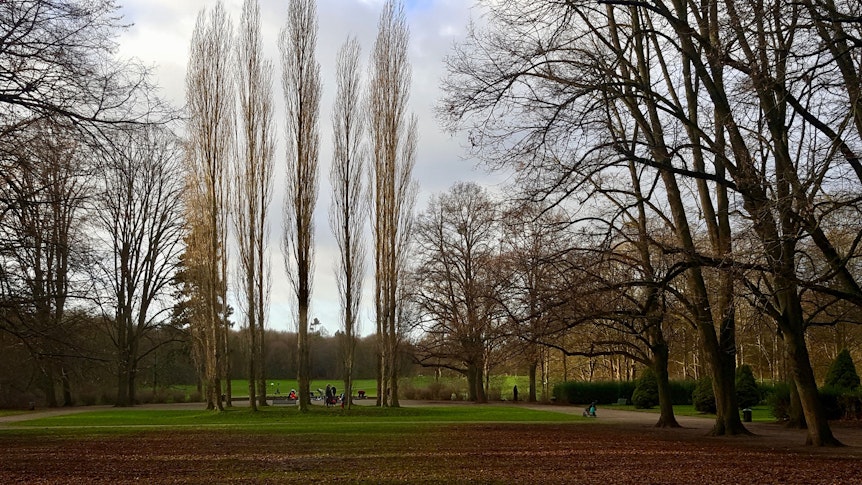 Der Park mit seinen Bäumen.