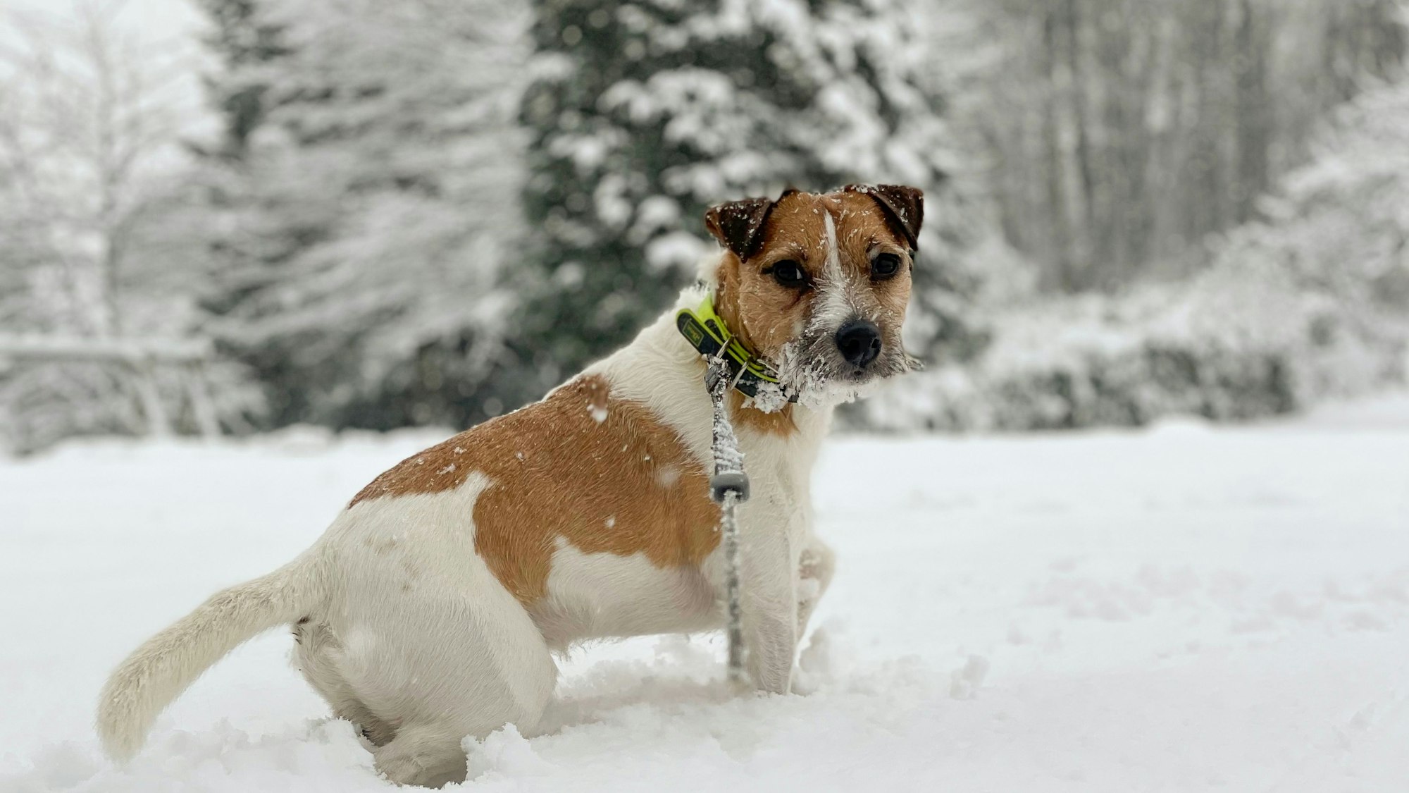 Ein Hund läuft in Gummersbach durch einen verschneiten Garten.