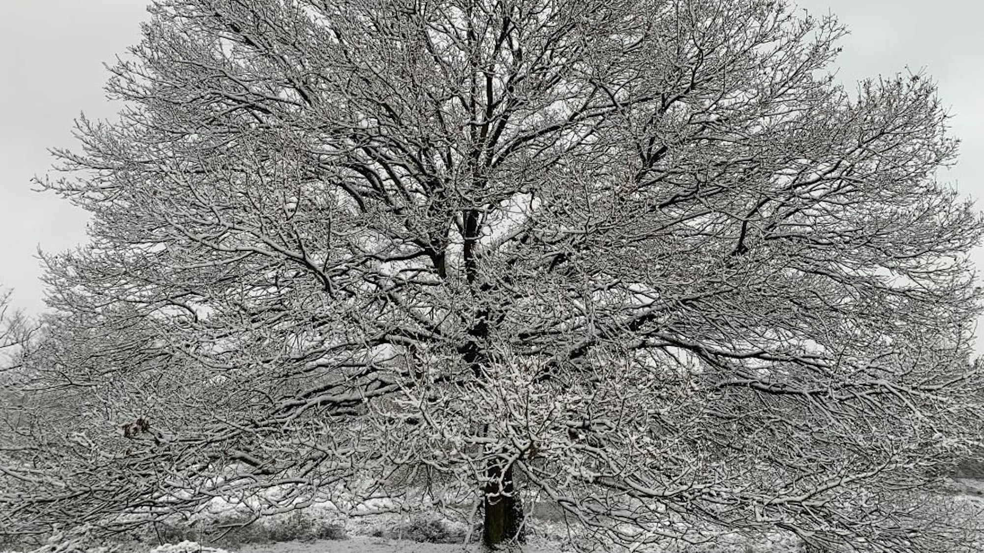 Ein Baum ist in Schnee gehüllt.