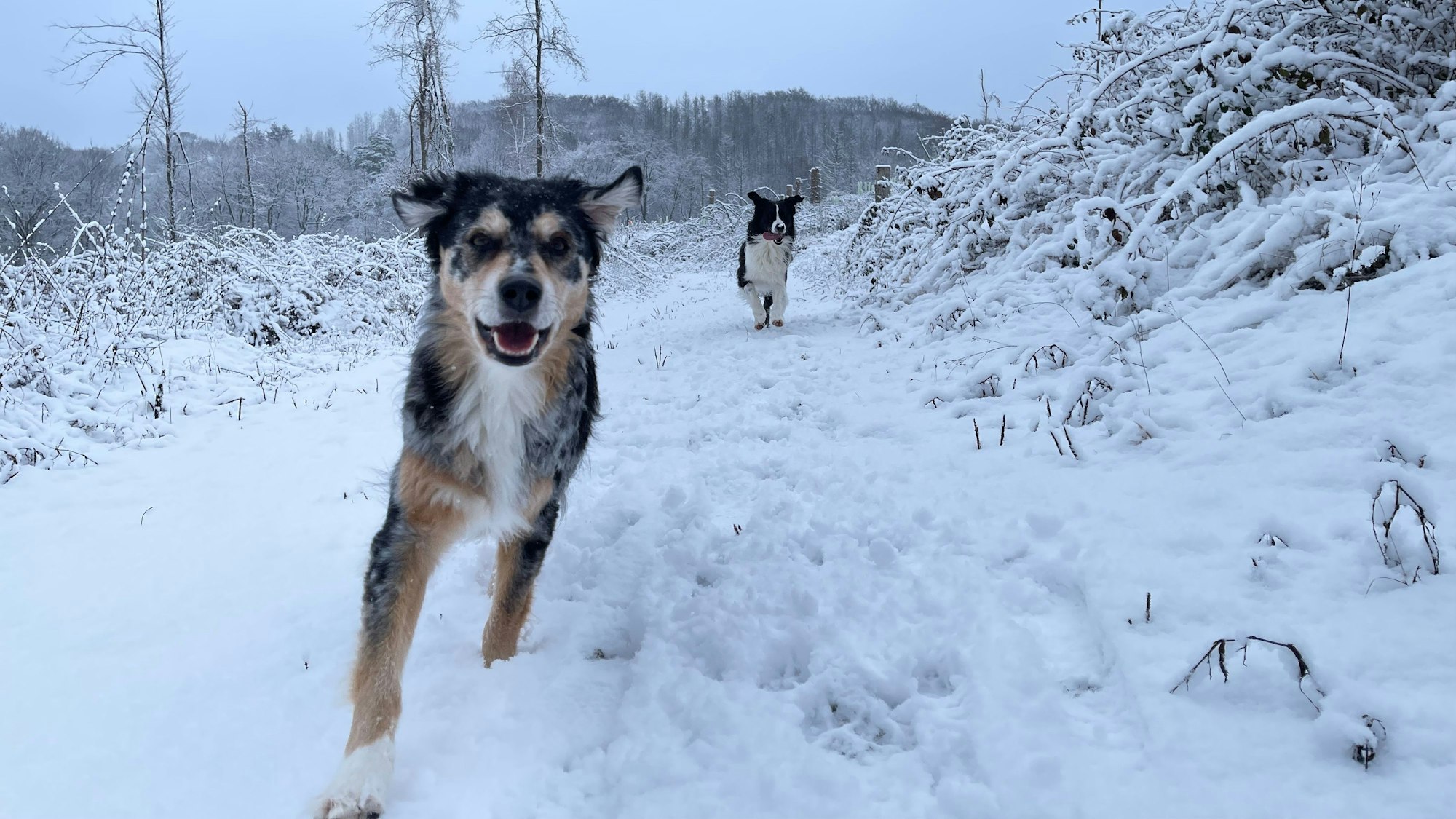 Hunde laufen über einen verschneiten Weg in Hennef.