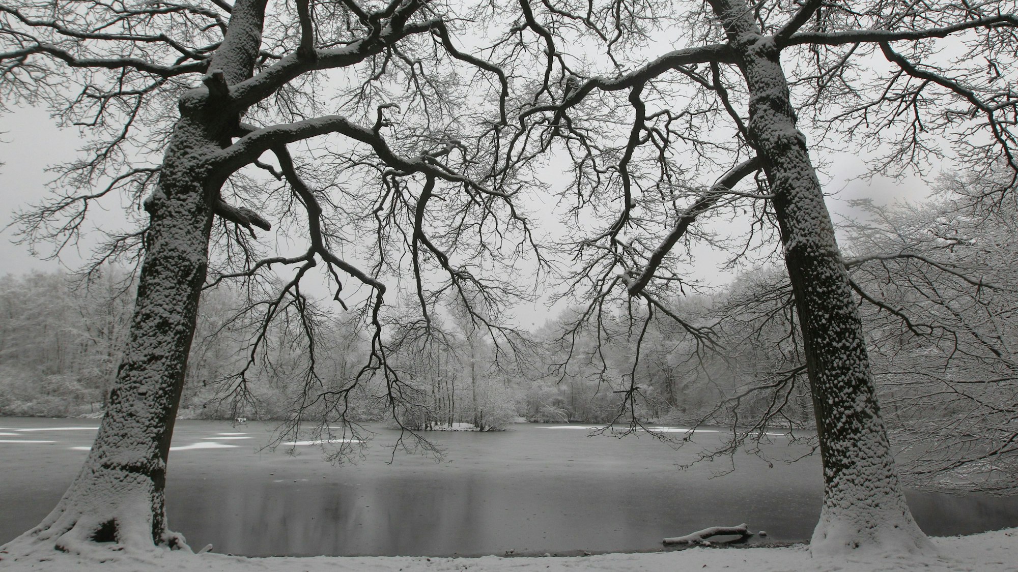 Schneebedeckte Bäume am Leyenweiher, Wahner Heide