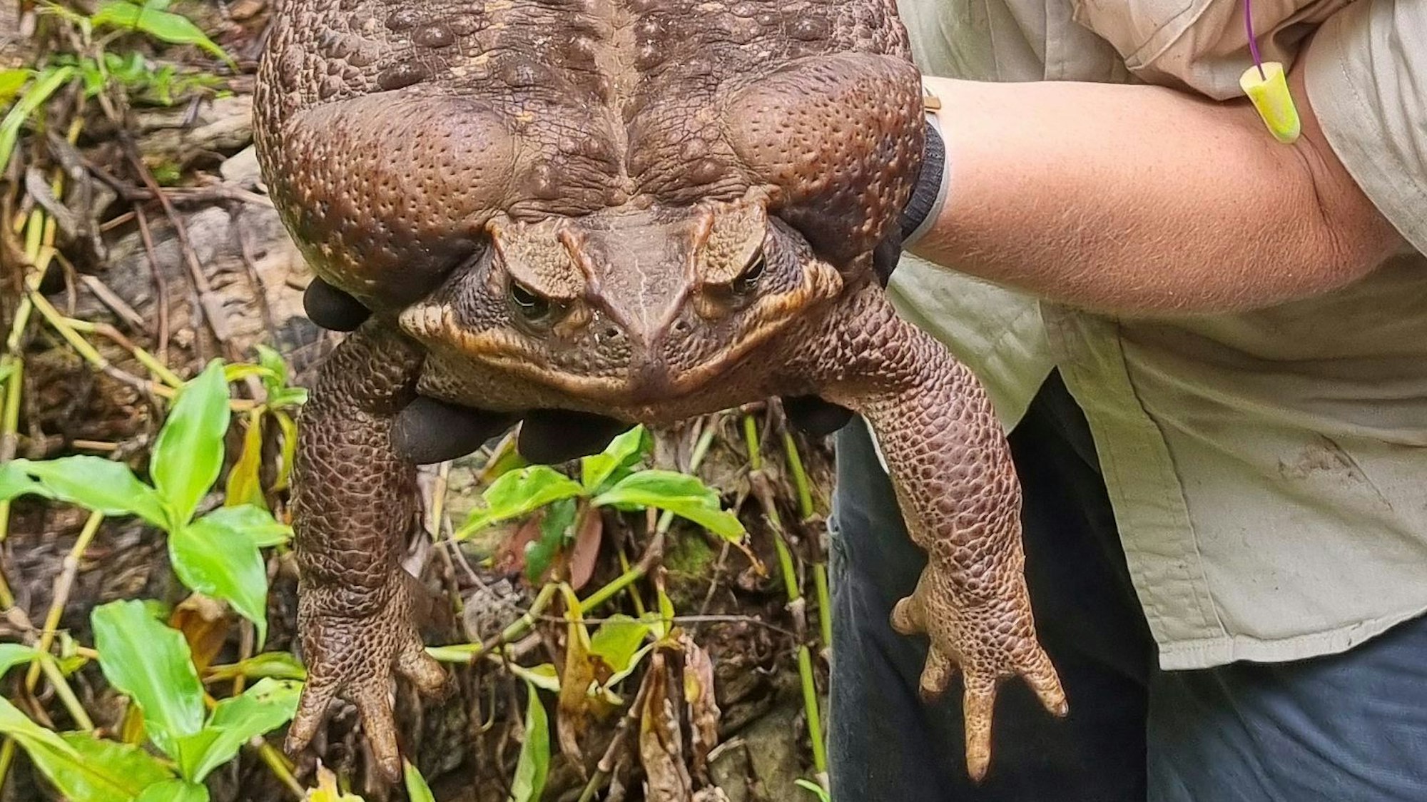 Die riesige Aga-Kröte wurde im australischen Bundesstaat Queensland entdeckt.