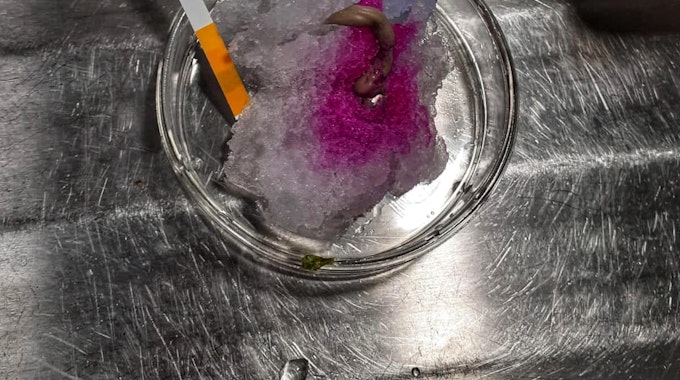 Ein Glas mit lila gefärbtem Schnee