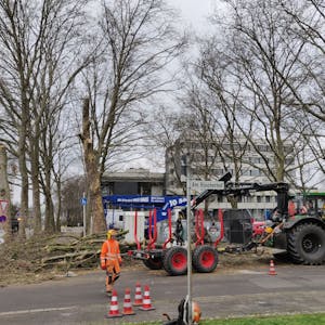 Holzarbeiter fällen Platanen, ein Traktor mit Anhänger steht vor dem Rathaus