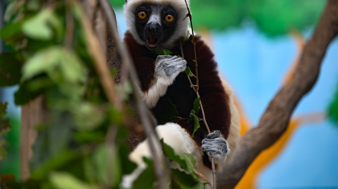 Nur noch 200 Tiere gibt es von den Coquerel-Sifakas auf Madagaskar. Sie können aus dem Stand mehr als zwei Meter senkrecht in die Luft springen. Der Kölner Zoo ist einer von drei europäischen Zoos, die diese hochempfindlichen Futterspezialisten halten. Eines der weiß und dunkelbraun gezeichnete Tiere sitzt in einer Astgabel und betrachtet den Fotografierenden.
