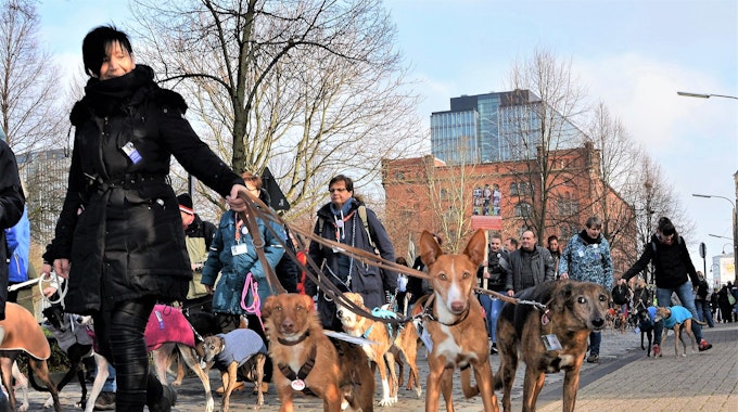 Hundehalter ziehen mit ihren Tieren beim Galgo-Marsch durch die Straßen.