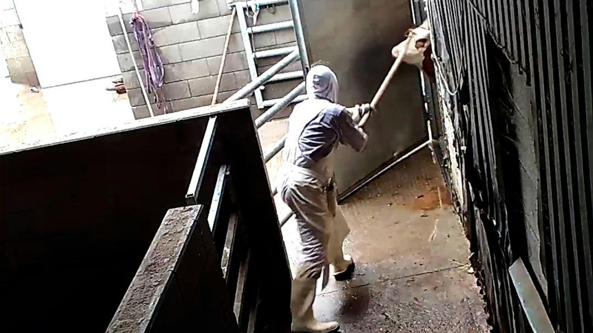 Eine Aufnahme aus einer versteckten Videokamera. Mit grober Gewalt zieht ein Mitarbeiter des Schlachthofs ein Rind in die Schlachthalle.