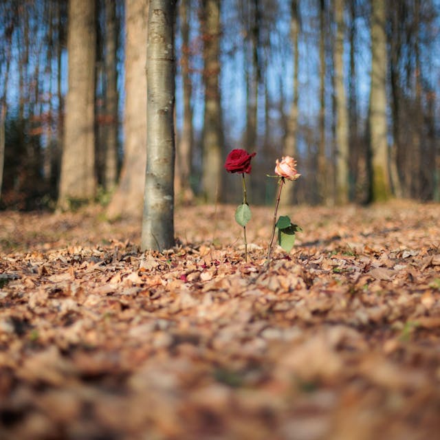Zwei Rosen stehen im Begräbniswald in Wiehl-Steinacker.