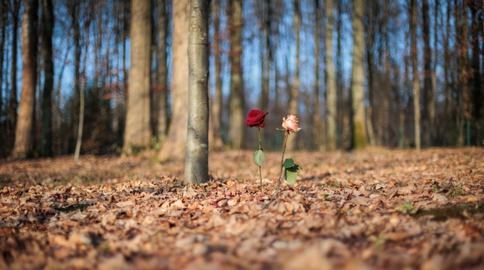 Zwei Rosen stehen im Begräbniswald in Wiehl-Steinacker.