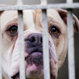 Eine Old English Bulldog steht in einem Tierheim hinter dem Gitter ihres Käfigs.