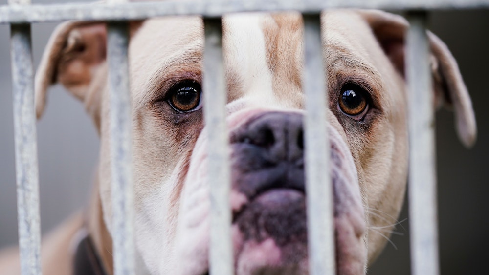 Eine Old English Bulldog steht im Tierheim Ludwigshafen hinter dem Gitter ihres Käfigs.