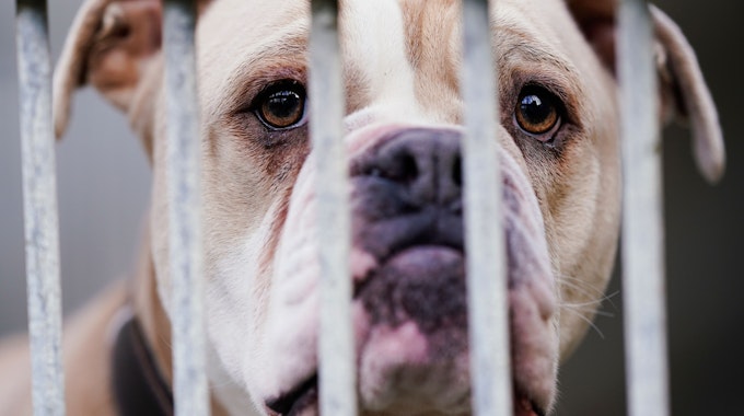 Eine Old English Bulldog steht im Tierheim Ludwigshafen hinter dem Gitter ihres Käfigs.