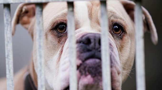 Eine Old English Bulldog steht in einem Tierheim hinter dem Gitter ihres Käfigs.