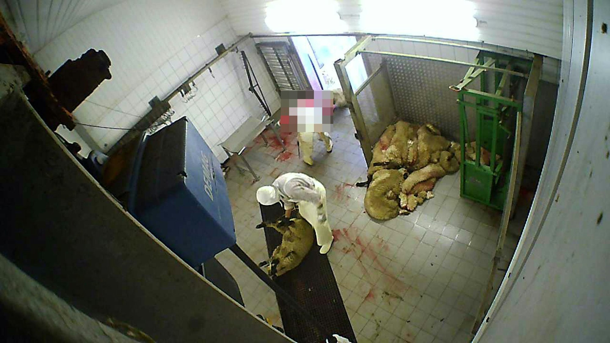 Aufnahmen einer versteckten Kamera zeigen zwei Mitarbeitende eines Schlachthofs, die Schafe in einen Raum ziehen.