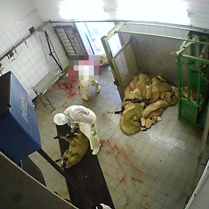 Das Foto zeigt den Schlachtraum in dem Schlachthof in Hürth, der geschlossen worden ist. Noch bevor sie geschächtet wurden, litten die Tiere in einem Schlachthof in Hürth Höllenqualen. Das Foto wurde unserer Redaktion zugespielt.