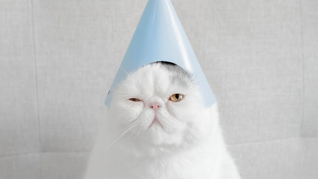 Eine Katze mit Partyhut.
