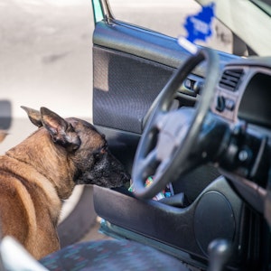 Ein Zollhund durchsucht im November 2022 in Schüttorf während einer Kontrolle ein Fahrzeug. Im US-Bundesstaat Kansas wurde ein Mann von einem Hund erschossen.
