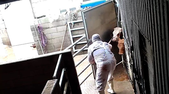Ein Mitarbeiter eines Schlachthofs in Hürth schlägt ein Rind mit einer Mistgabel ins Gesicht.