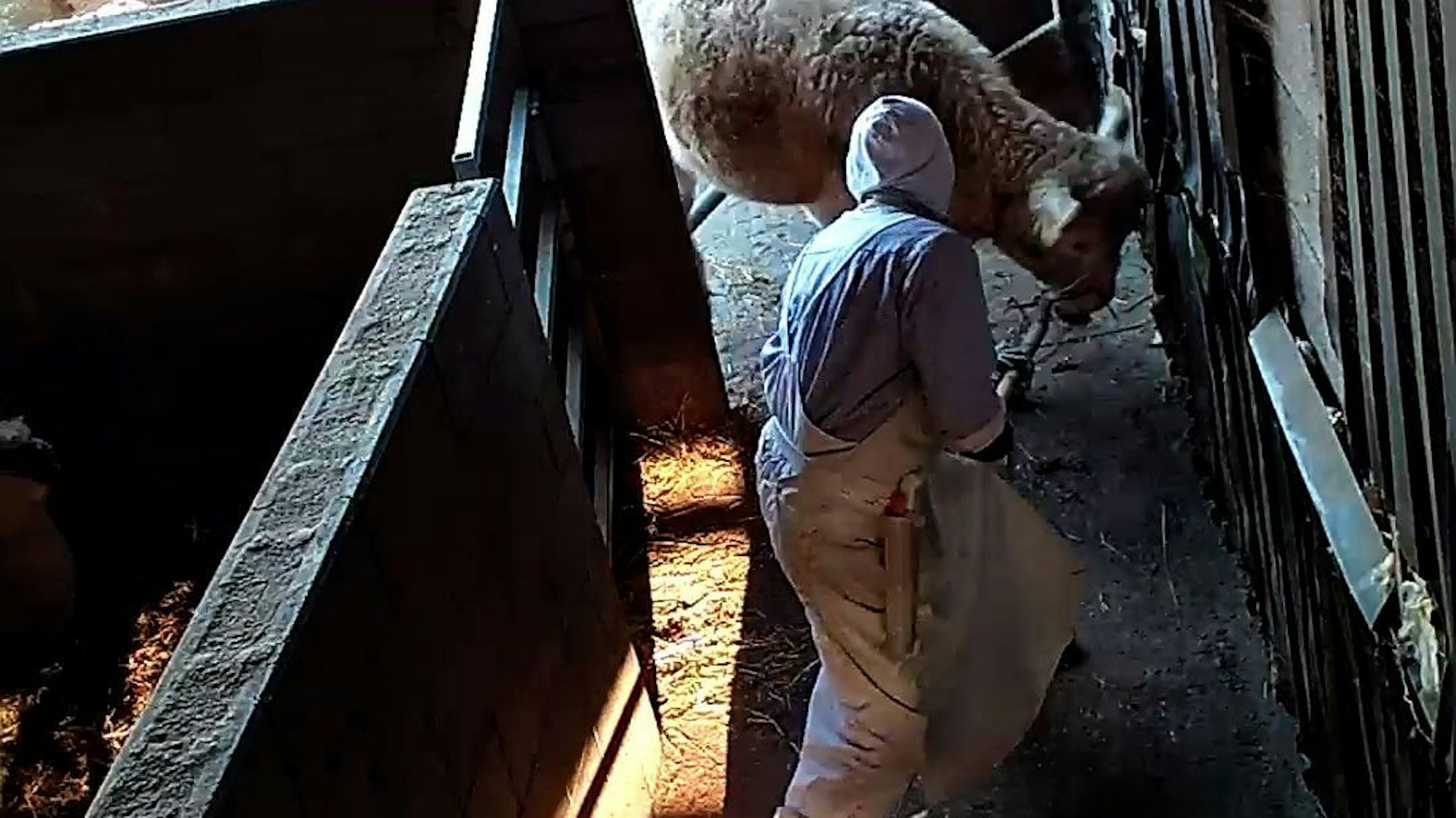 Videoaufnahmen von Tierquälereien in einem Schlachthof in Hürth.