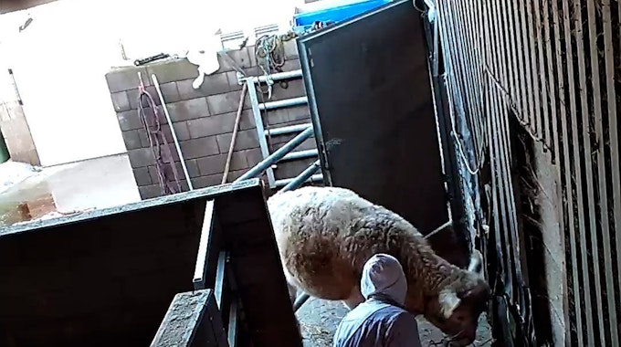 Videoaufnahmen von Tierquälereien in einem Schlachthof in Hürth.