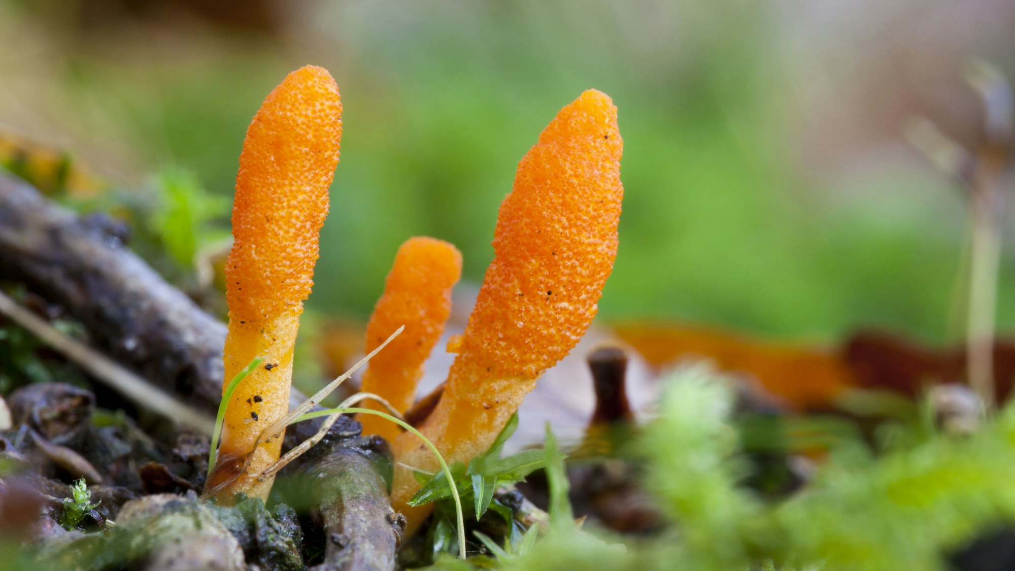 Ein Pilz der Gattung Cordyceps militaris am Waldboden