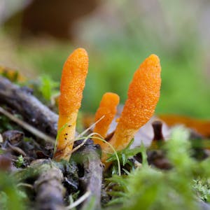 Ein Pilz der Gattung Cordyceps militaris am Waldboden