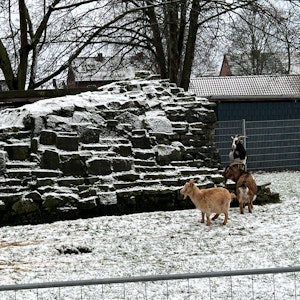Das Ziegengehege im Tierpark Quadrath-Ichendorf.