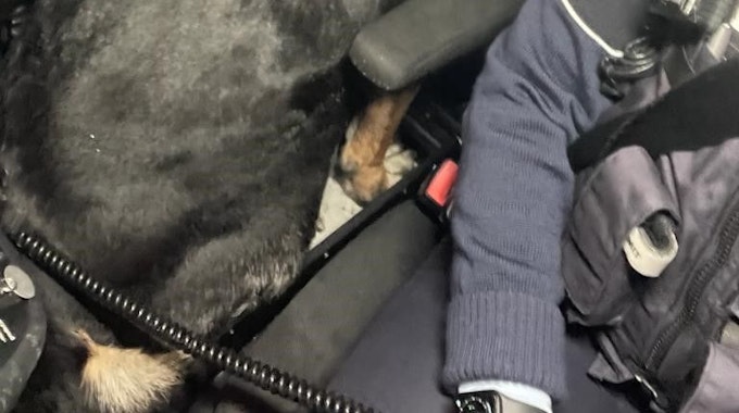 Ein Hund im Polizeiauto. Das Tier wurde auf der A4 eingefangen.