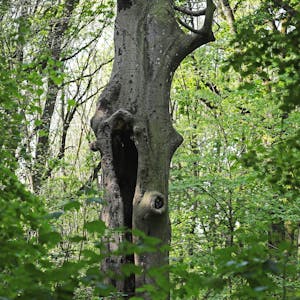 Ein abgestorbener Baum steht in einem Wäldchen.