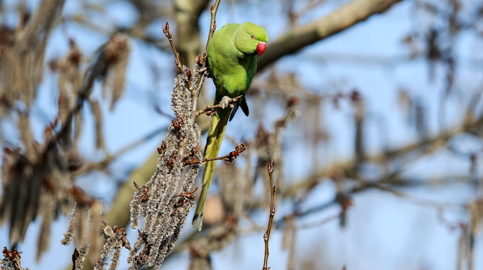 Ein grüner Halsbandsittich sitzt im Baum.