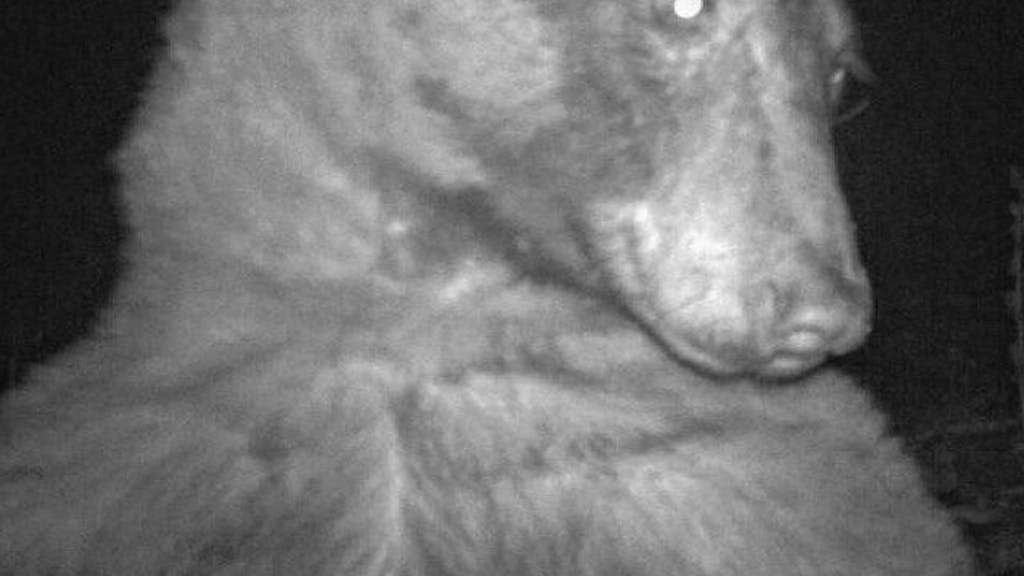 Ein Schwarzbär auf einem selbst geschossenen Selfie-Foto.