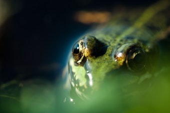 Ein Moorfrosch (Rana Arvalis) in grüner Farbvariante sitzt in einem Teich.