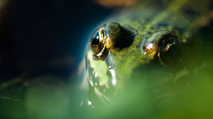 Ein Moorfrosch (Rana Arvalis) in grüner Farbvariante sitzt in einem Teich.