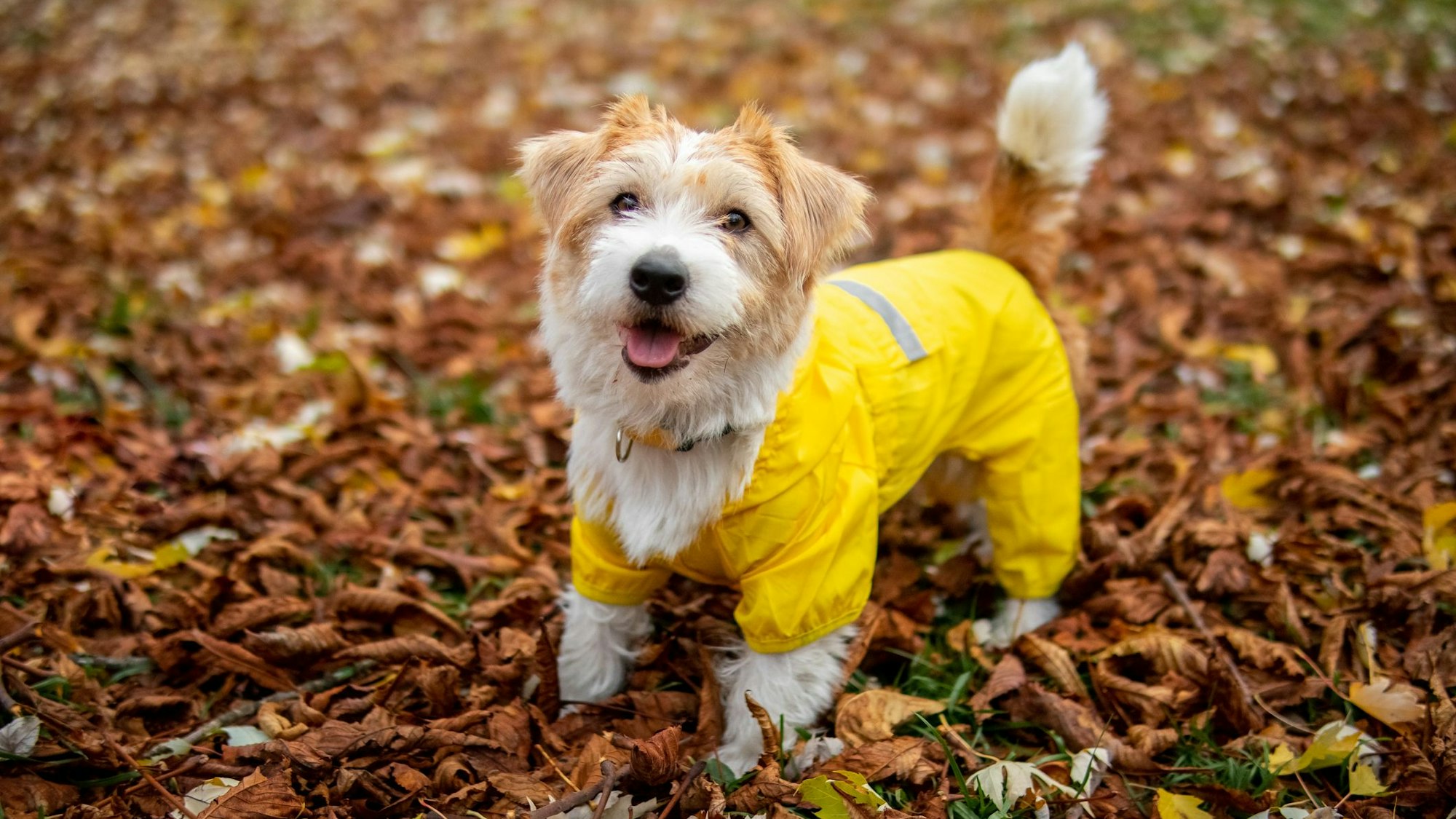 Ein Jack Russel Terrier trägt einen gelben Regenmantel.