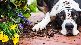 Eine deutsche Dogge liegt neben ausgebuddelten Pflanzen.