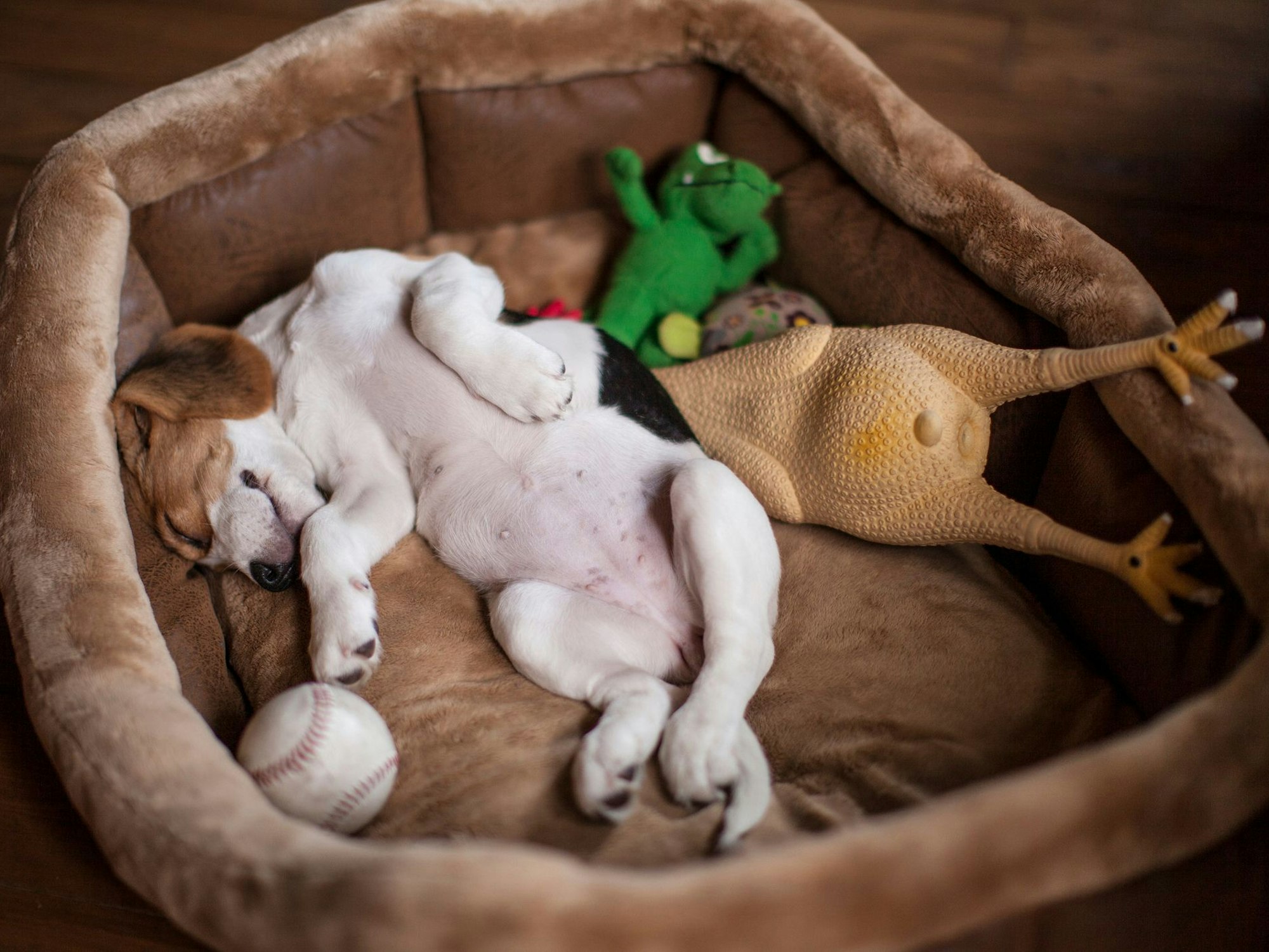 Ein Beagle schläft mit mehreren Spielzeugen neben ihm in seinem Hundebett.