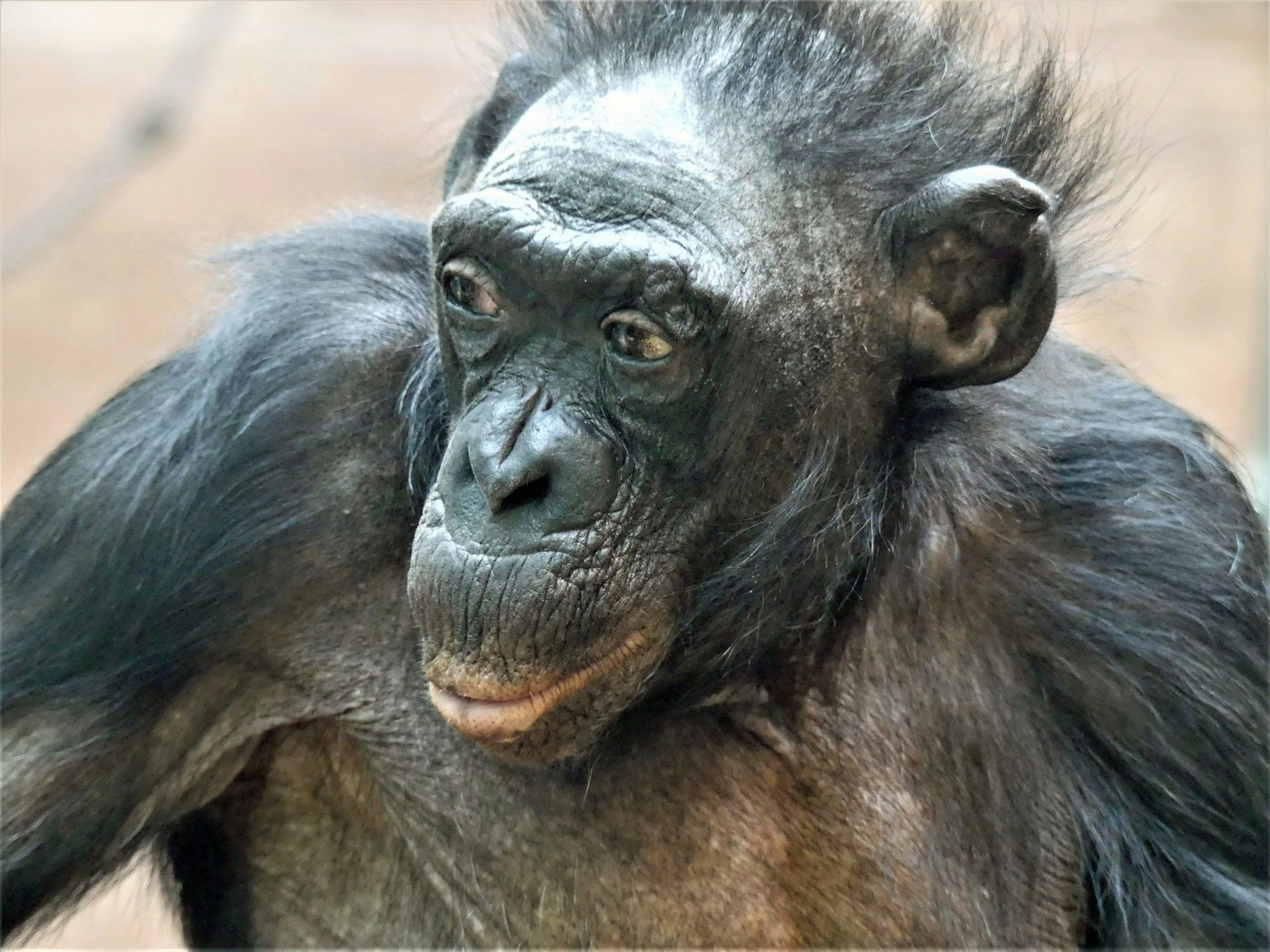 Die Bonobo-Dame Margrit